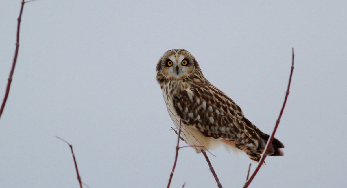 Short-eared Owl (Northern) - Jay McGowan