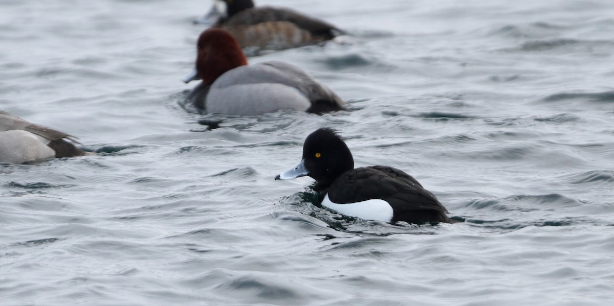 Tufted Duck - ML126693671