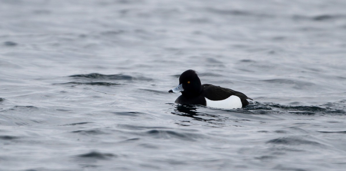Tufted Duck - ML126693741