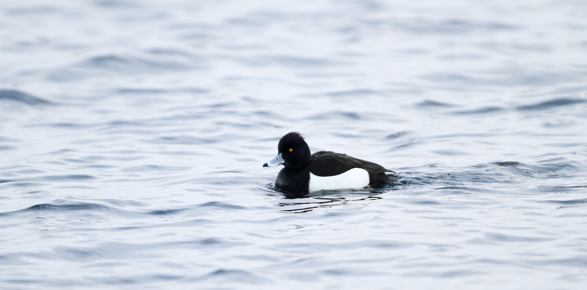 Tufted Duck - ML126693781