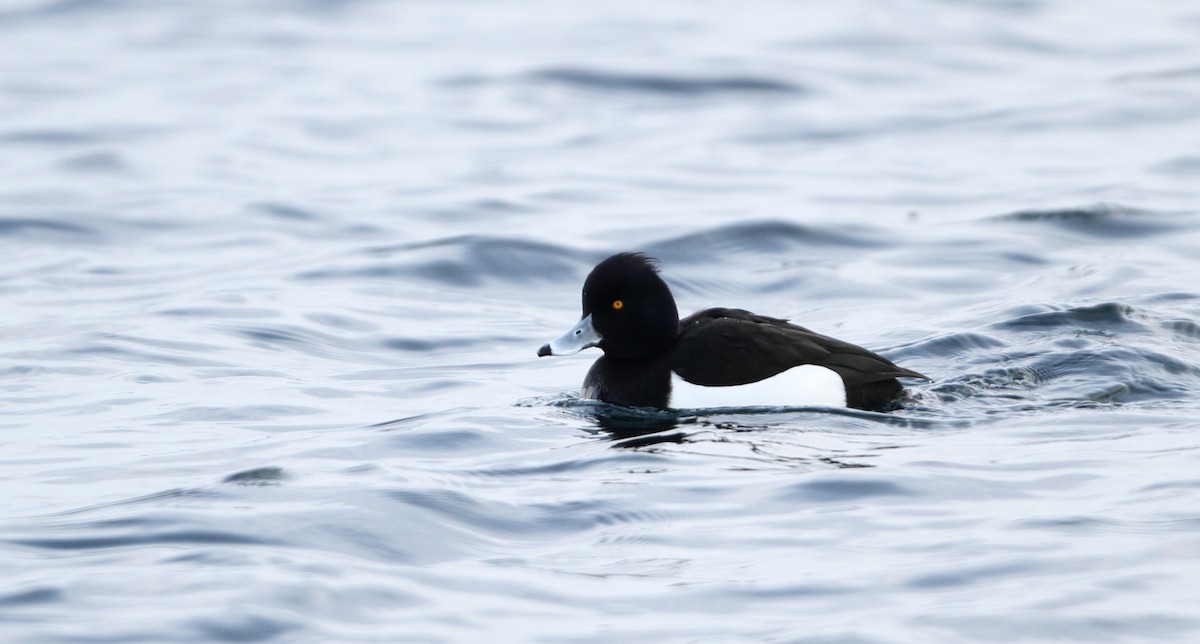 Tufted Duck - ML126693811