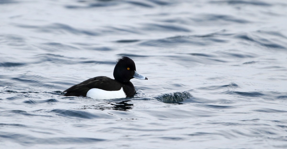 Tufted Duck - ML126693831
