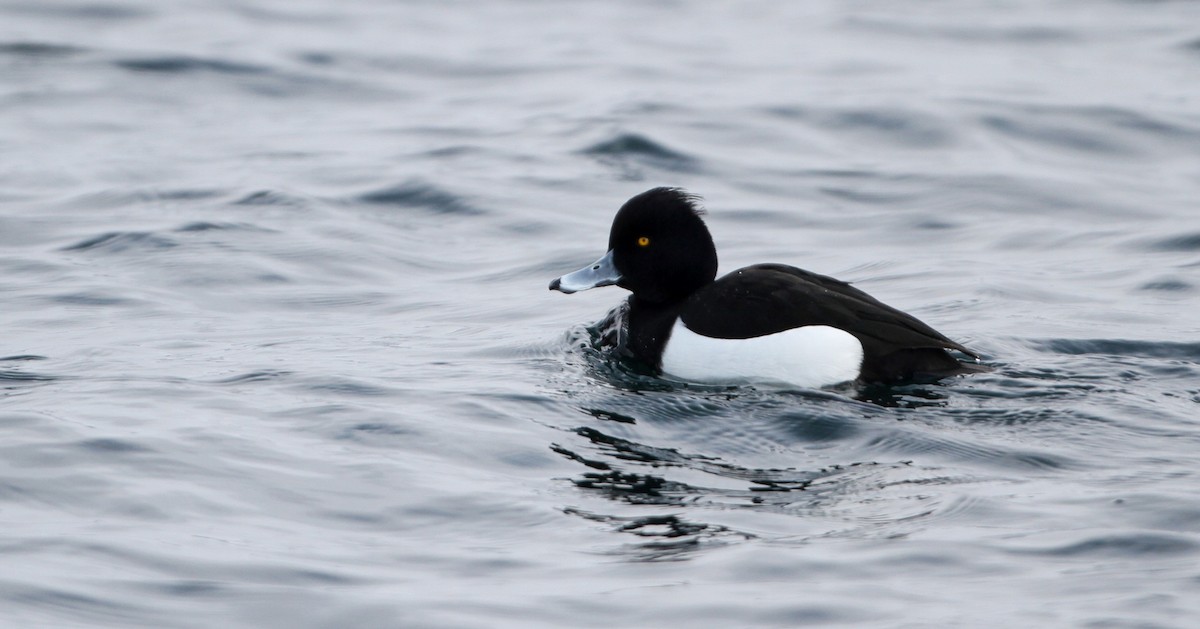 Tufted Duck - ML126693911