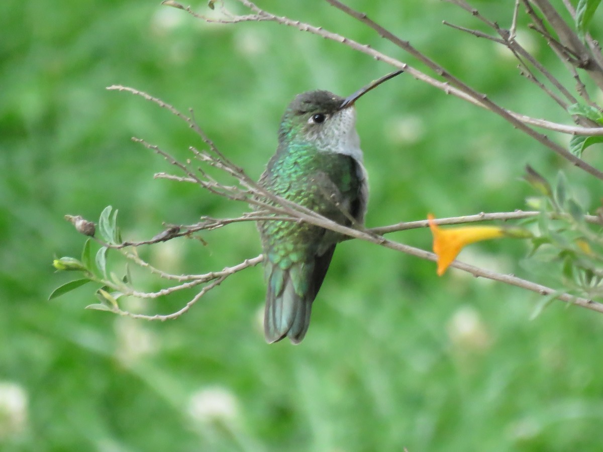Green-and-white Hummingbird - Chris Welsh