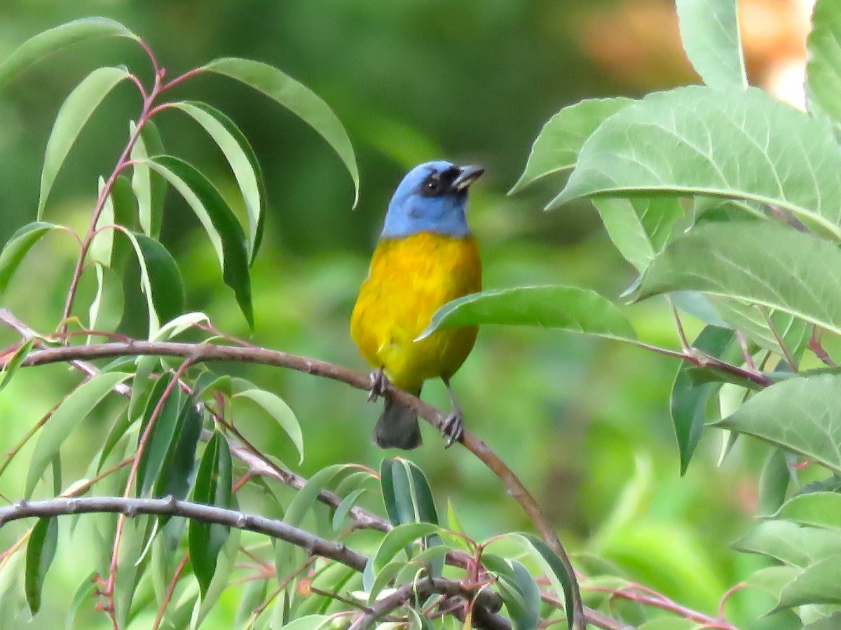 Blue-and-yellow Tanager - ML126696651