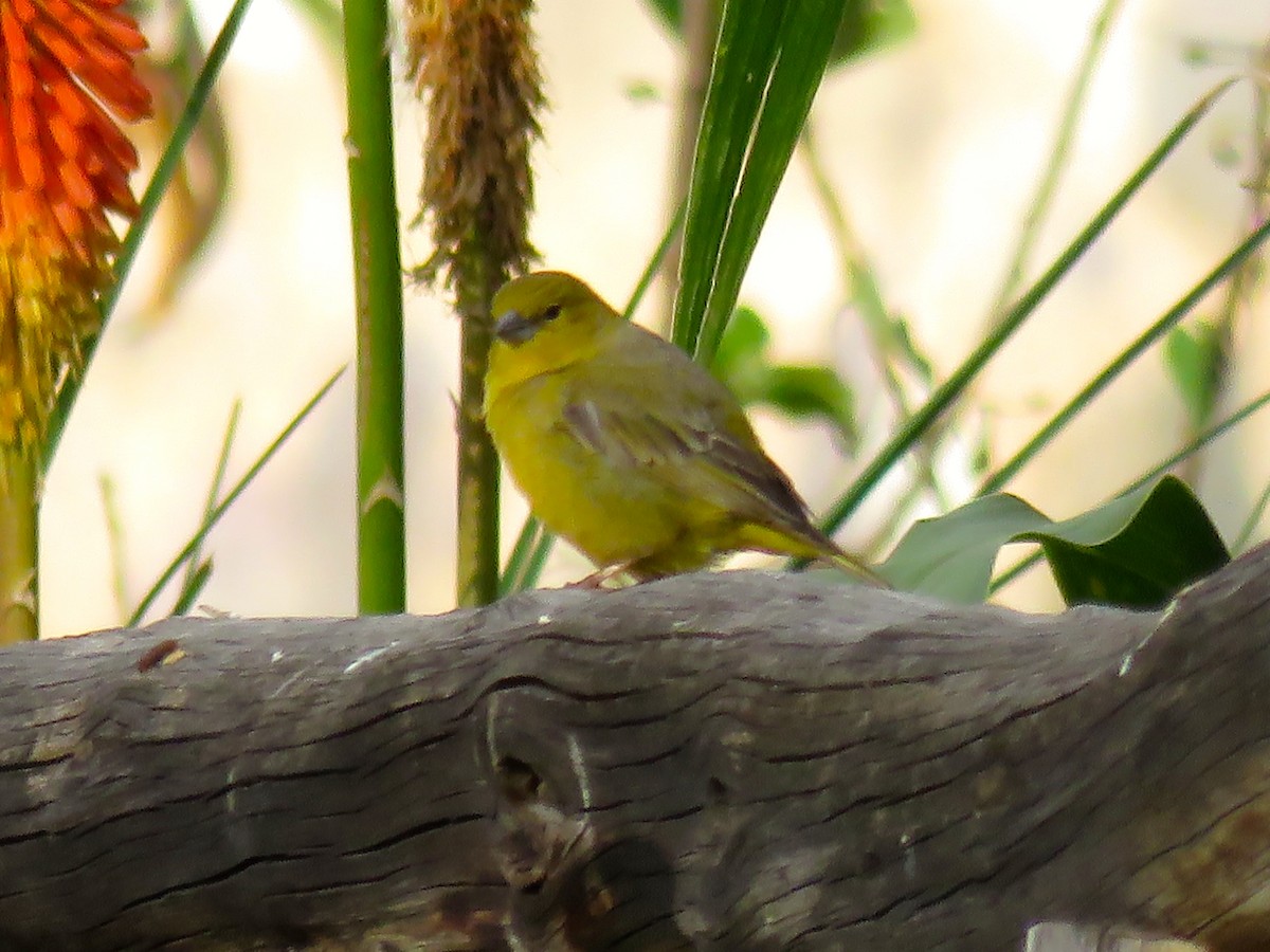 Greenish Yellow-Finch - Chris Welsh