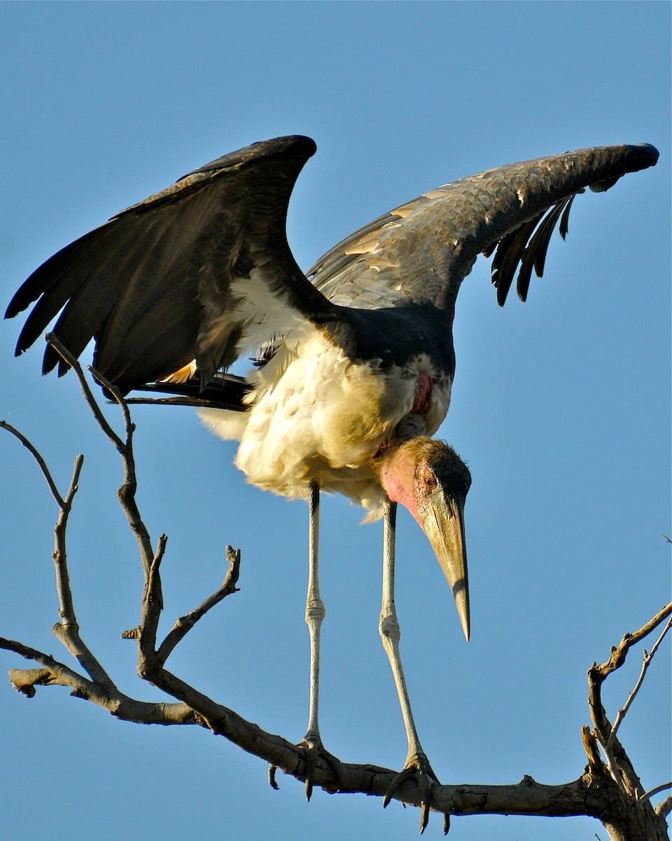 Marabou Stork - ML126697151