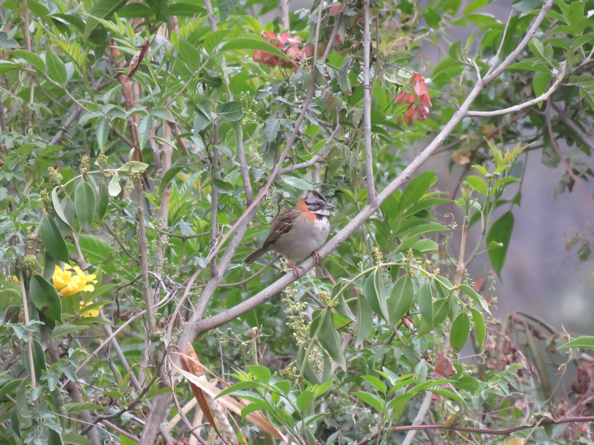 Rufous-collared Sparrow - Chris Welsh