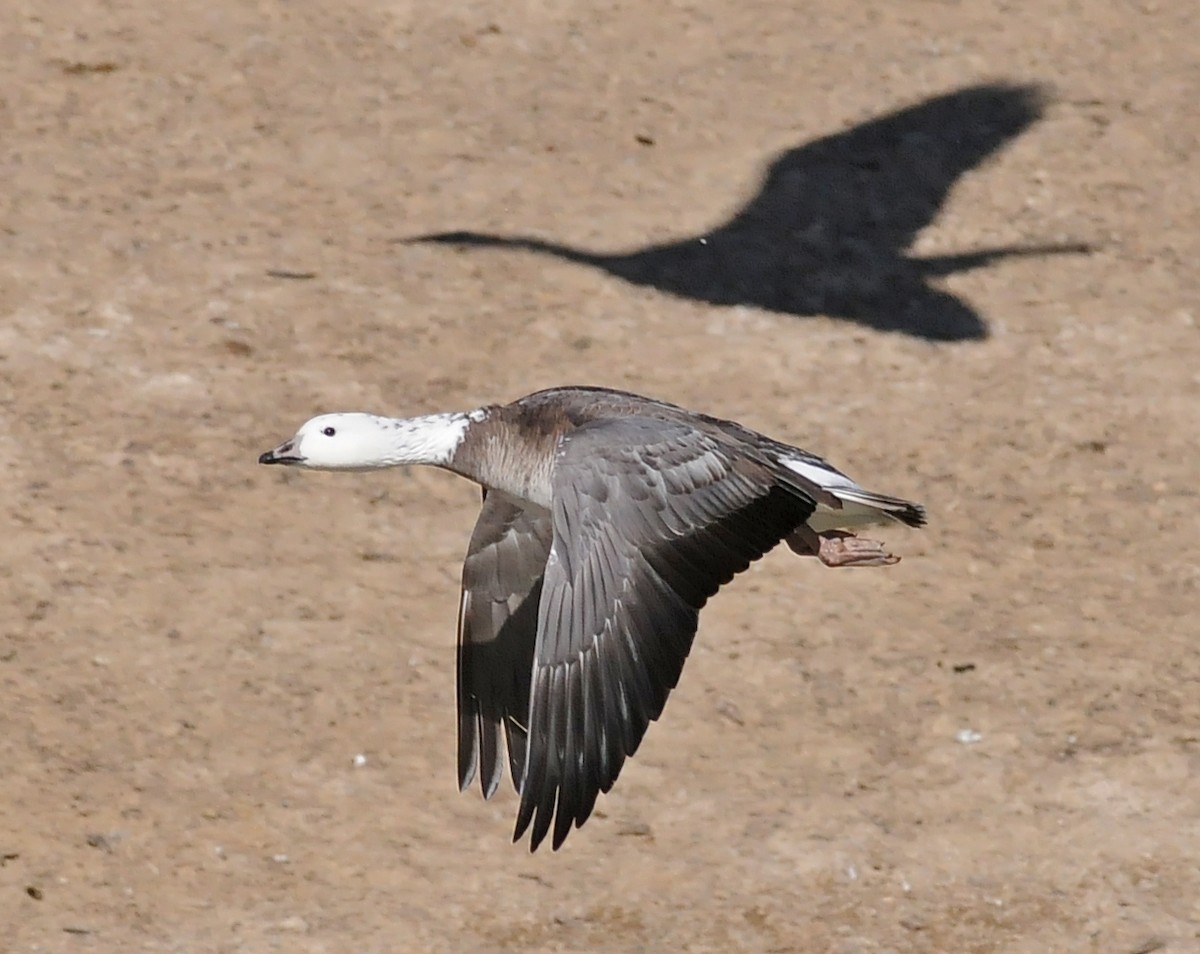 Ross's x Cackling Goose (hybrid) - Steven Mlodinow