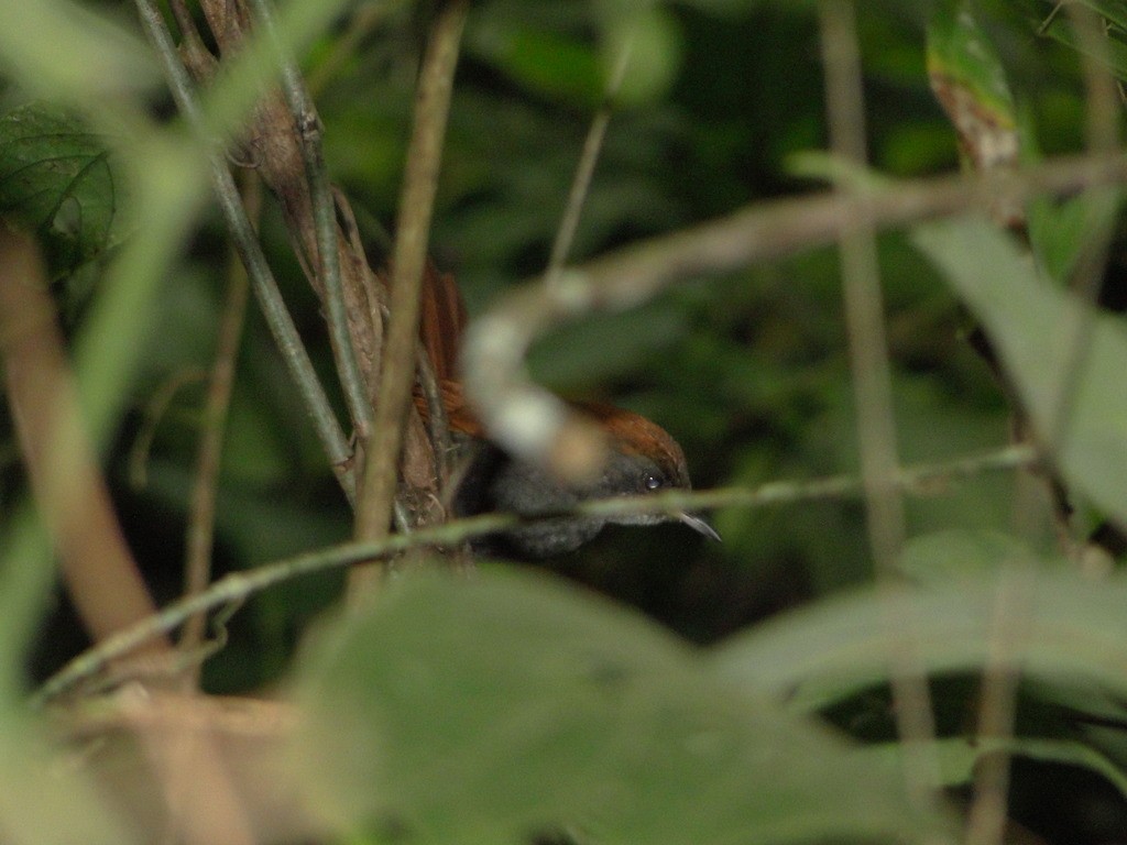 Pinto's Spinetail - ML126699911