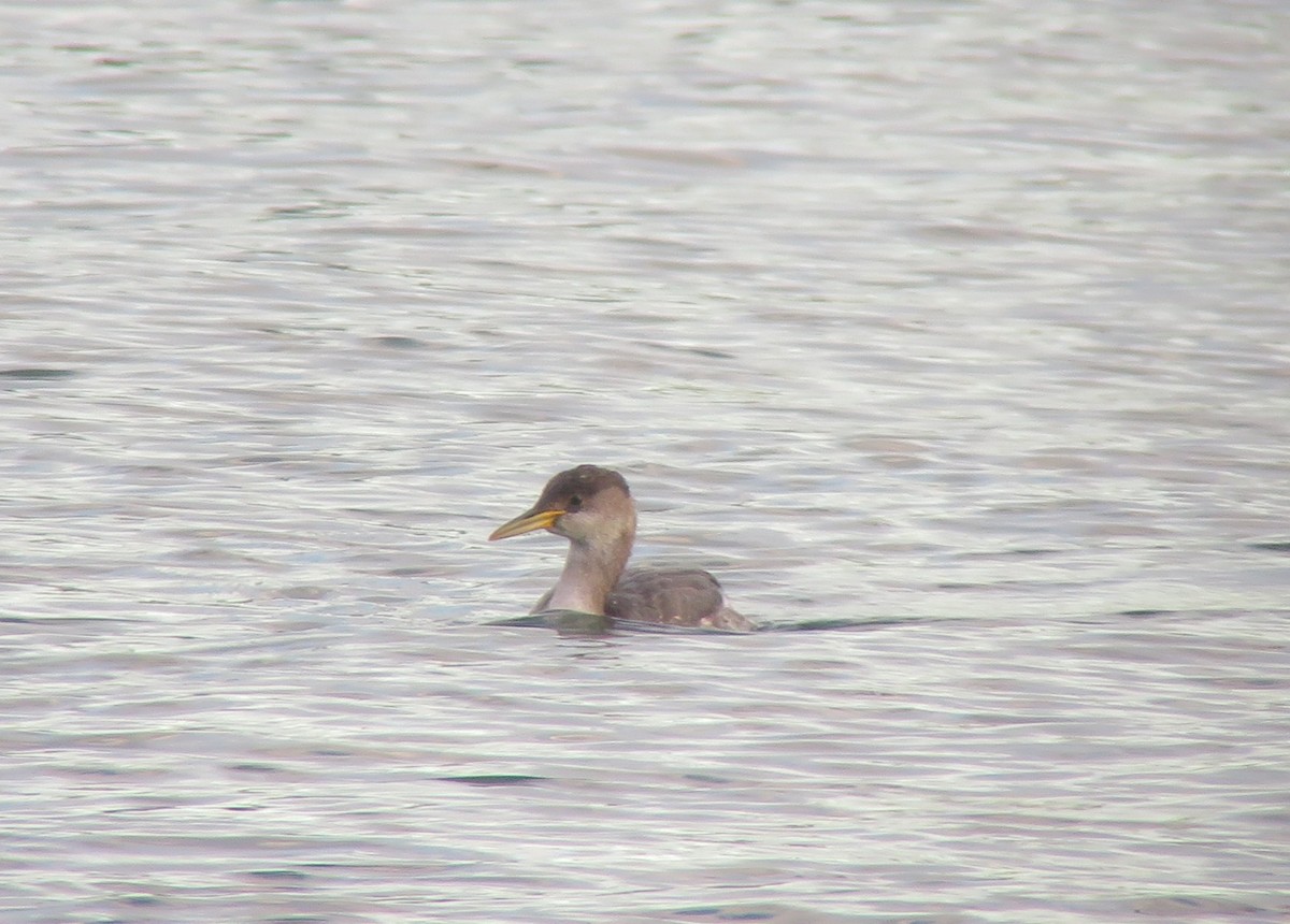 Red-necked Grebe - ML126700531