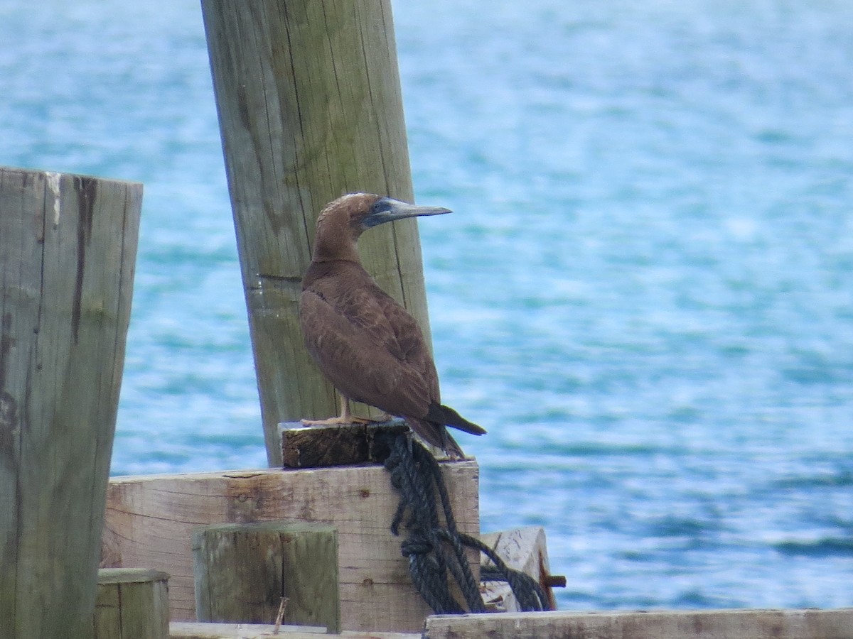 Brown Booby - ML126701471