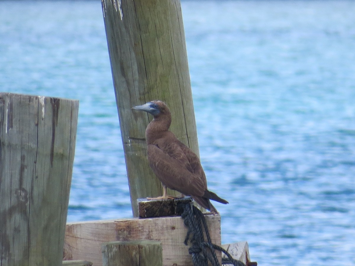 Brown Booby - ML126701511