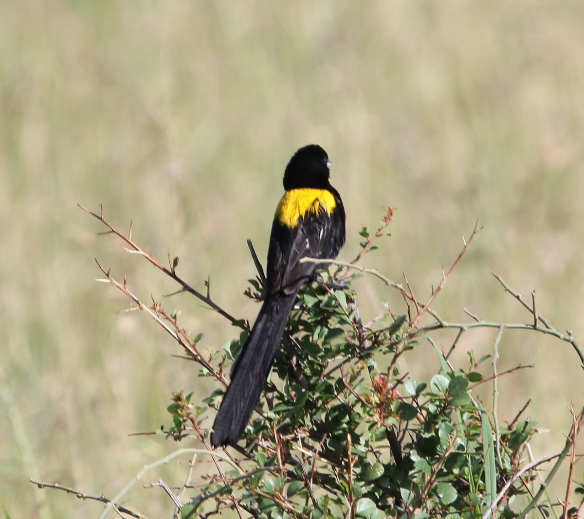 Yellow-mantled Widowbird - Malinda Chapman