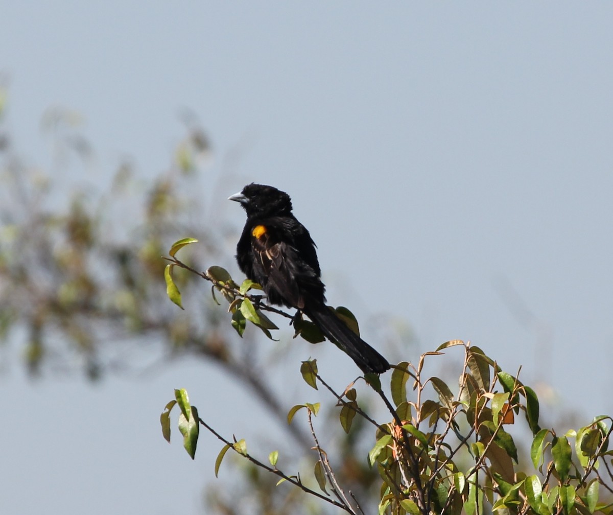 Fan-tailed Widowbird - Malinda Chapman