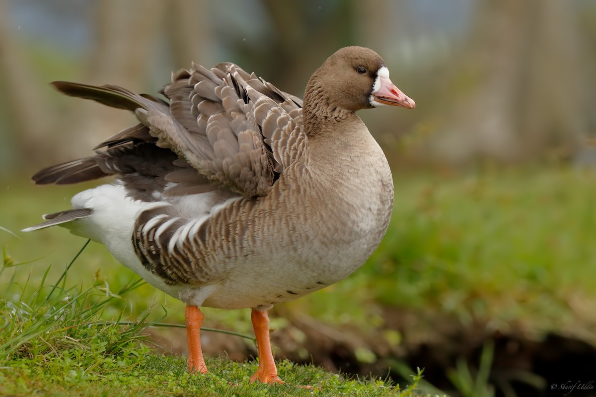 Greater White-fronted Goose - ML126704541