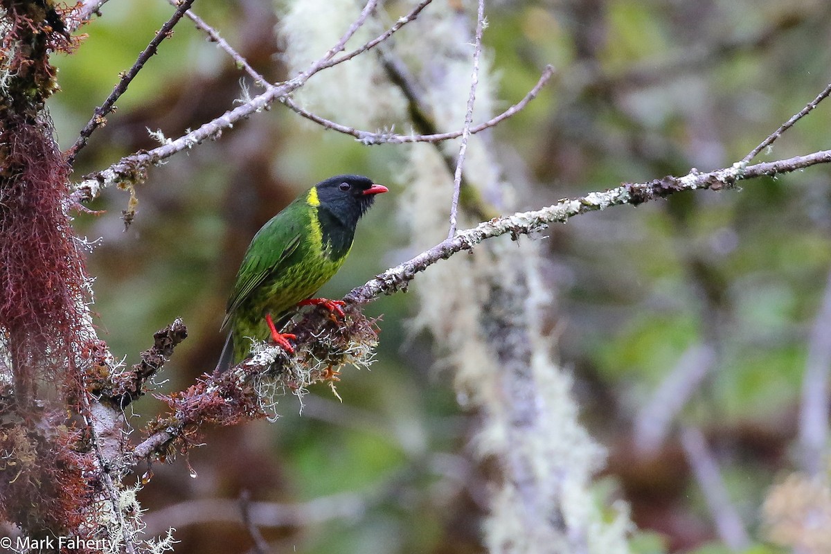 Green-and-black Fruiteater - ML126705161