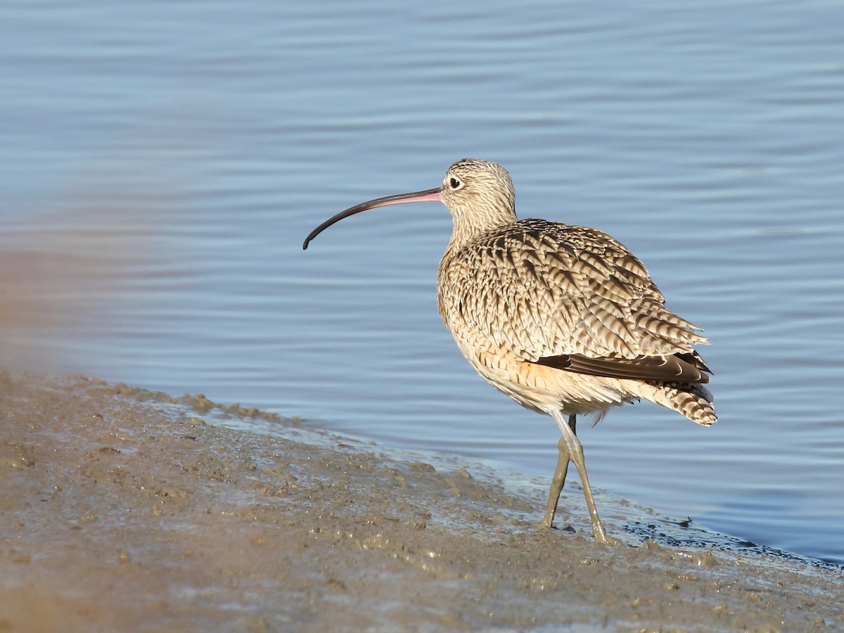 Long-billed Curlew - ML126705271