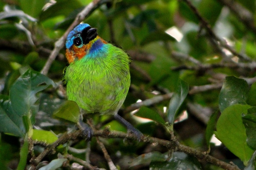 Red-necked Tanager - Carlos Otávio Gussoni