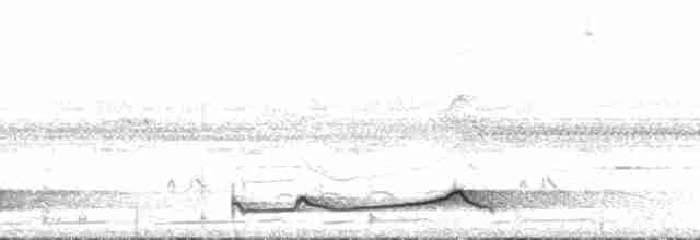 Silky-tailed Nightjar - ML126708