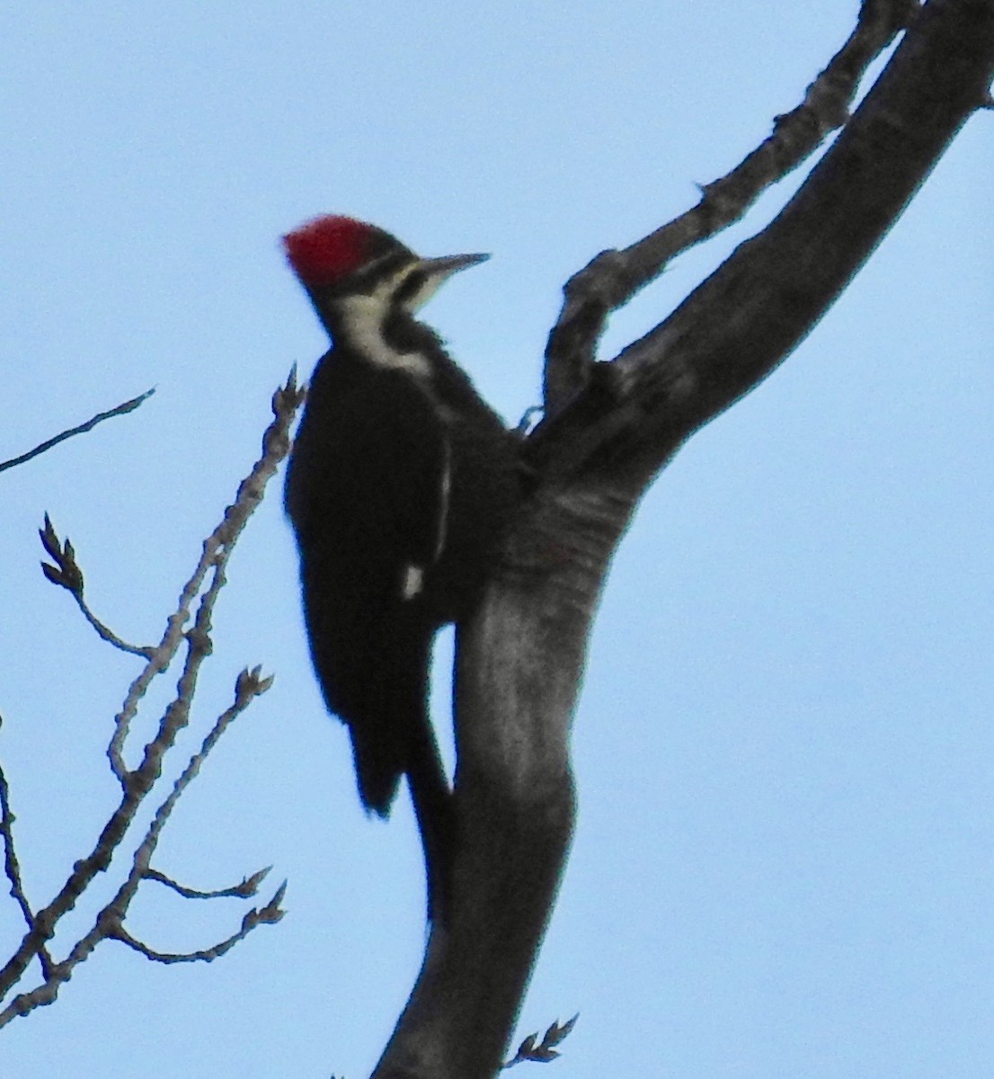 Pileated Woodpecker - David Whitehouse