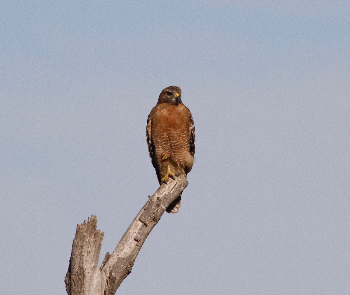 Red-shouldered Hawk (elegans) - ML126710391