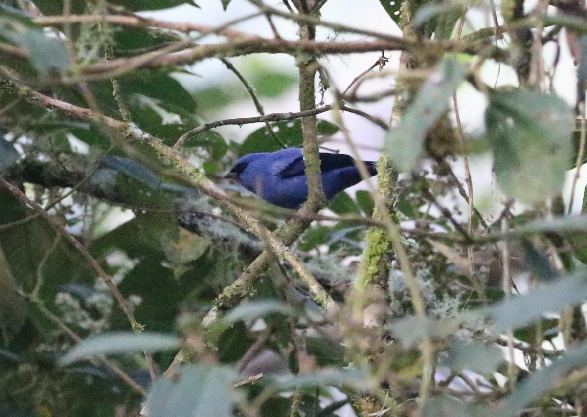 Blue-and-black Tanager - ML126712281