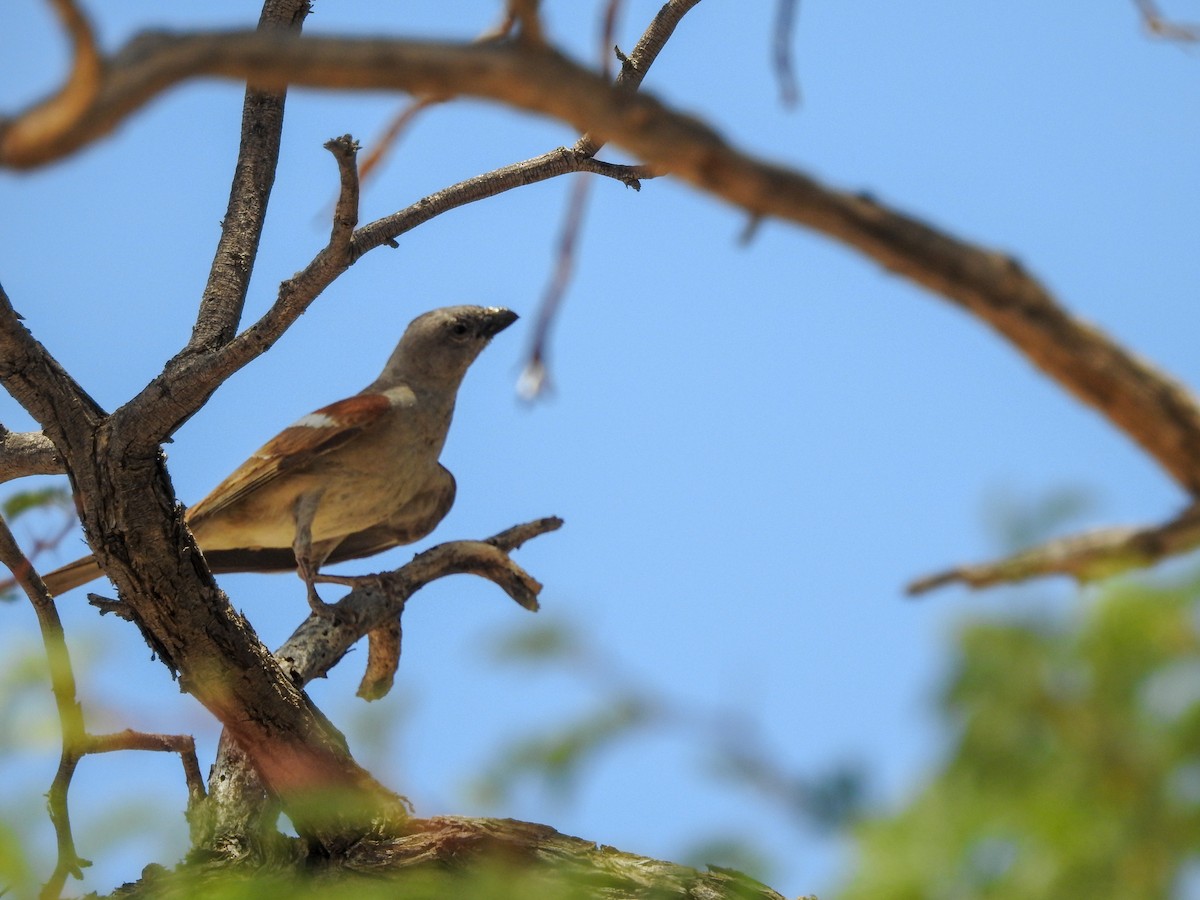 Southern Gray-headed Sparrow - Samuel Burckhardt