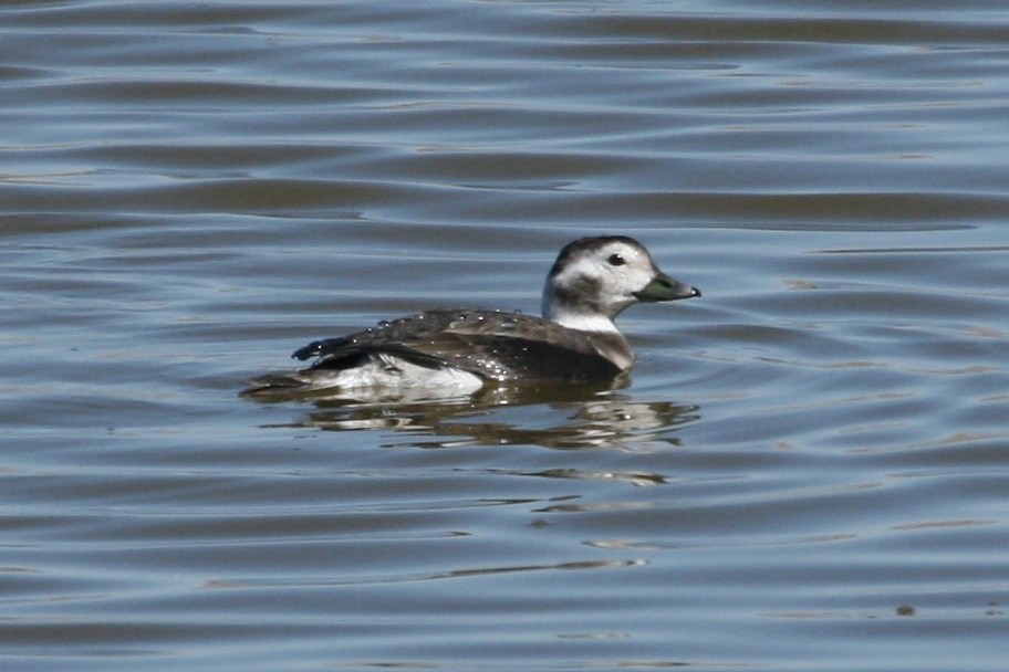 Long-tailed Duck - ML126715611