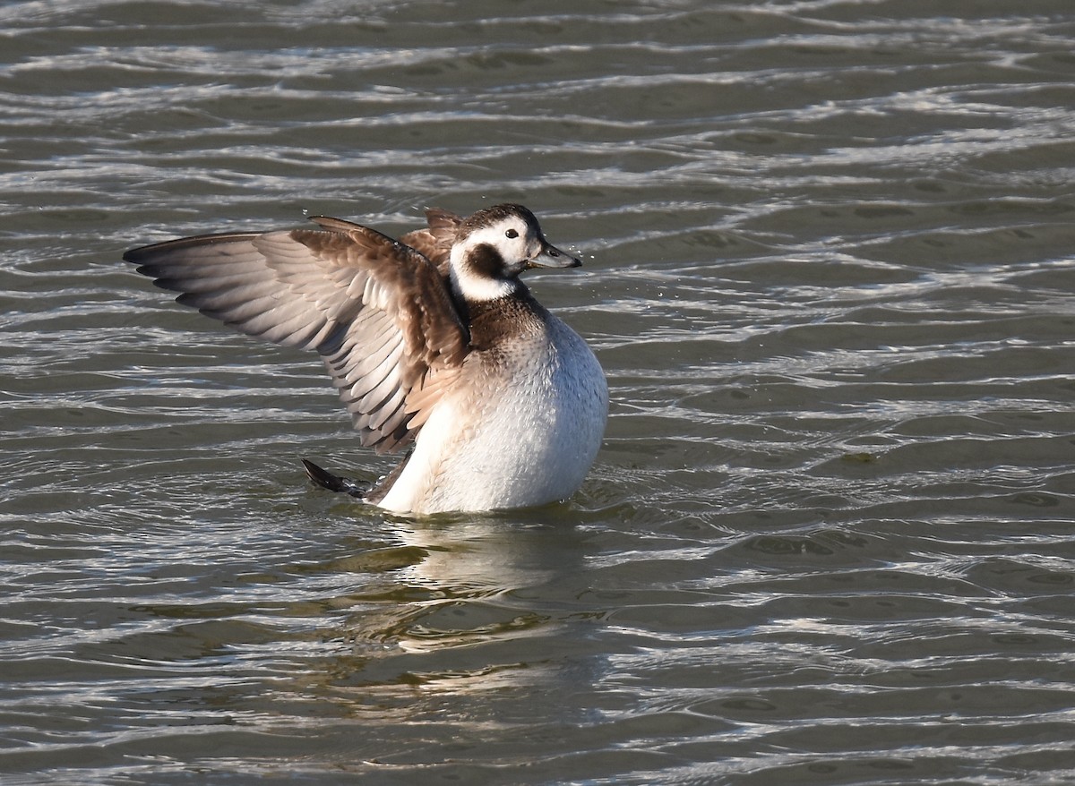 Long-tailed Duck - ML126715721
