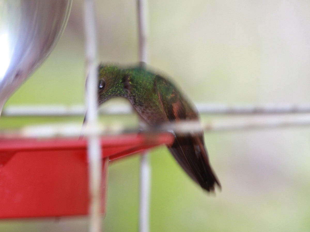 Berylline Hummingbird - ML126717491