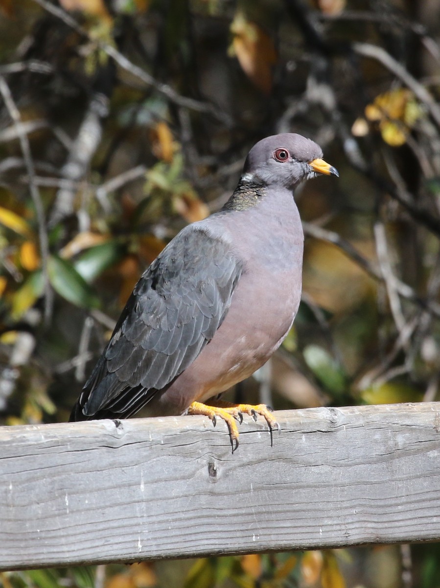 Band-tailed Pigeon - Laurens Halsey
