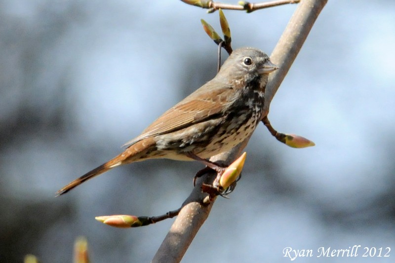 Fox Sparrow (Slate-colored) - ML126722011