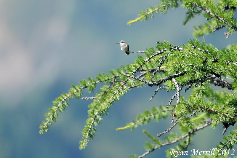 Calliope Hummingbird - Ryan Merrill