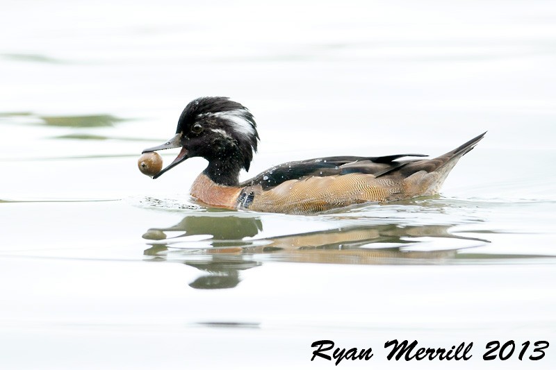 Wood Duck x Hooded Merganser (hybrid) - Ryan Merrill
