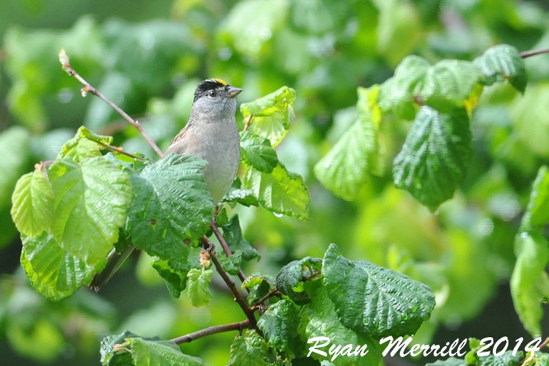 Golden-crowned Sparrow - Ryan Merrill