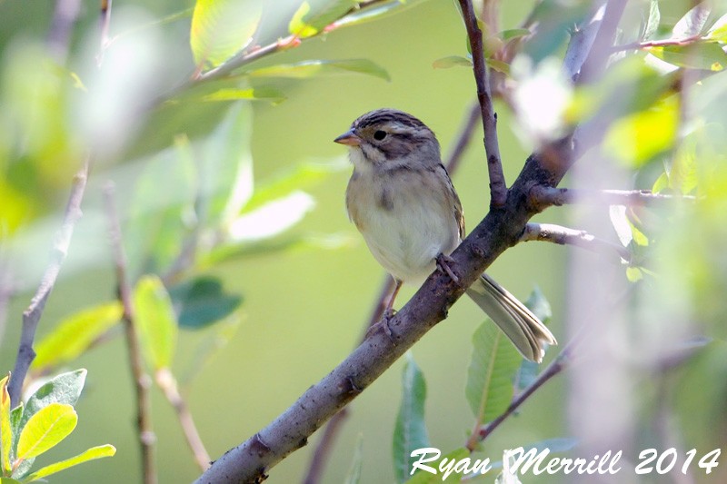 Clay-colored Sparrow - Ryan Merrill