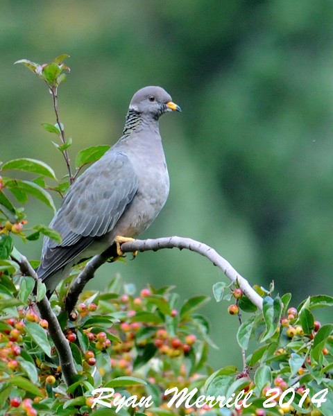 Band-tailed Pigeon - Ryan Merrill