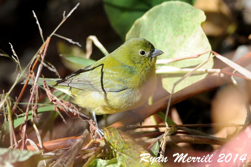 Painted Bunting - ML126726611