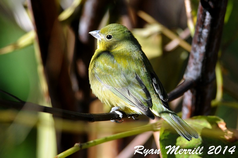 Painted Bunting - ML126726631