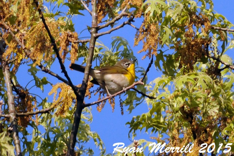 Yellow-breasted Chat (virens) - ML126728001