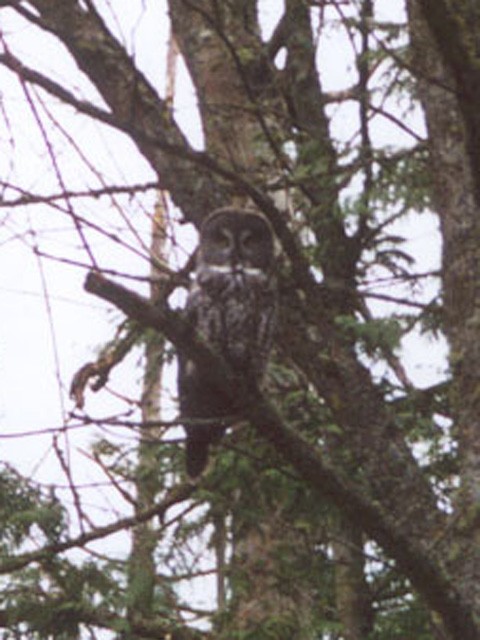 Great Gray Owl - ML126728511