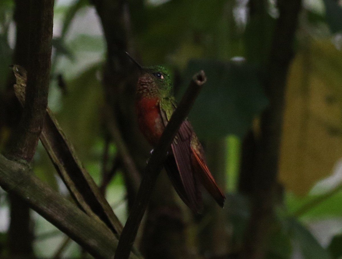 kolibřík peruánský - ML126728731