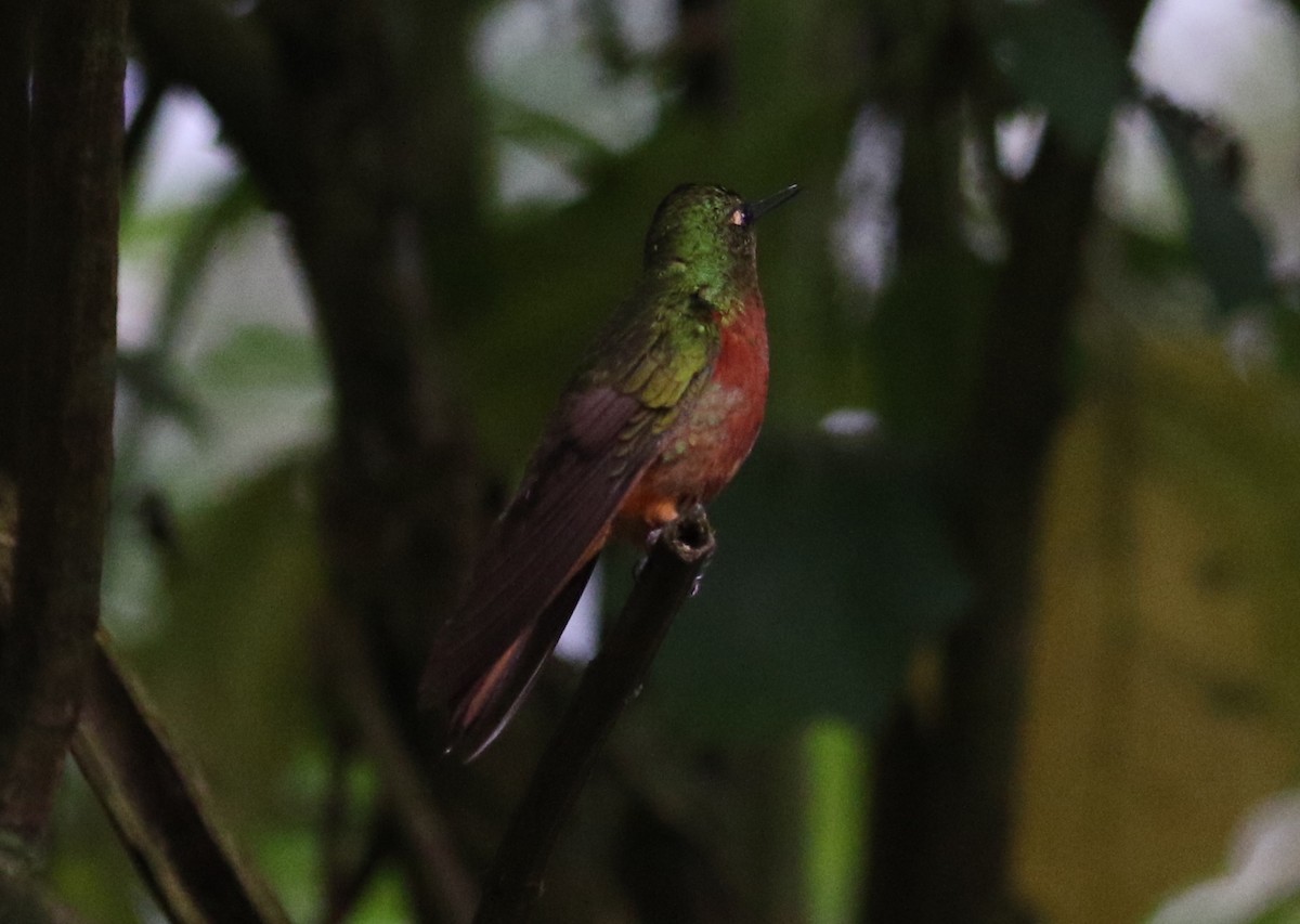 kolibřík peruánský - ML126728741