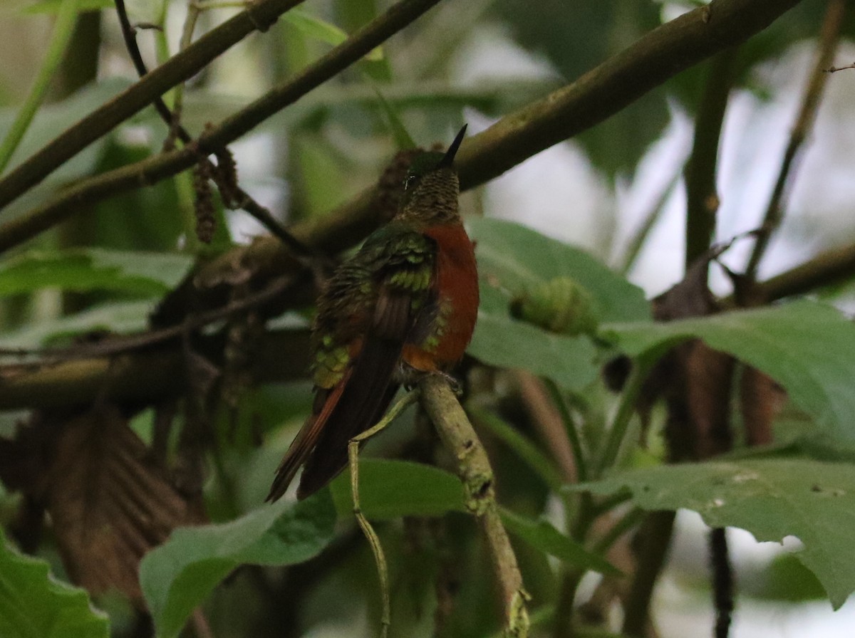 kolibřík peruánský - ML126728771