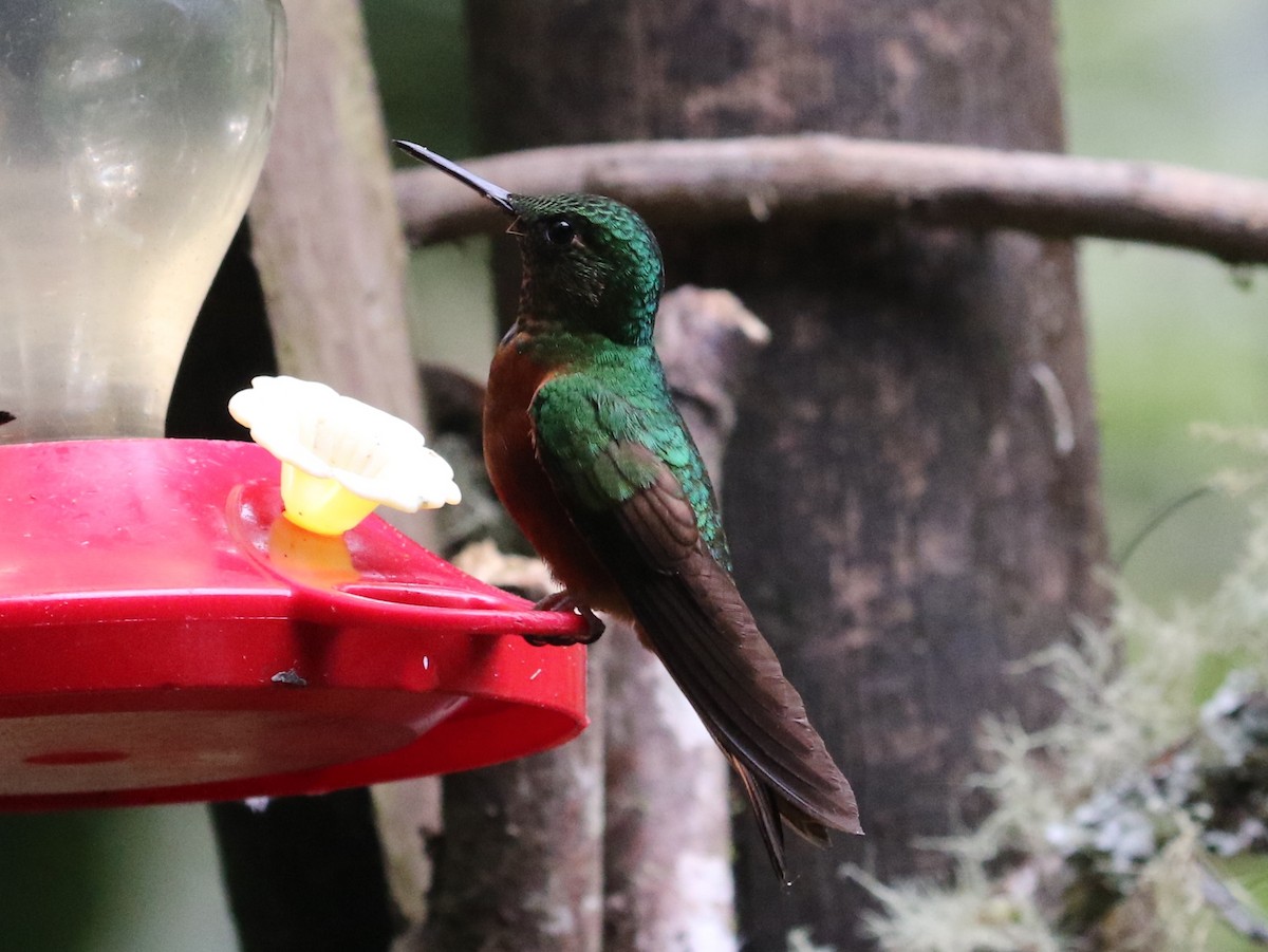 kolibřík peruánský - ML126728781