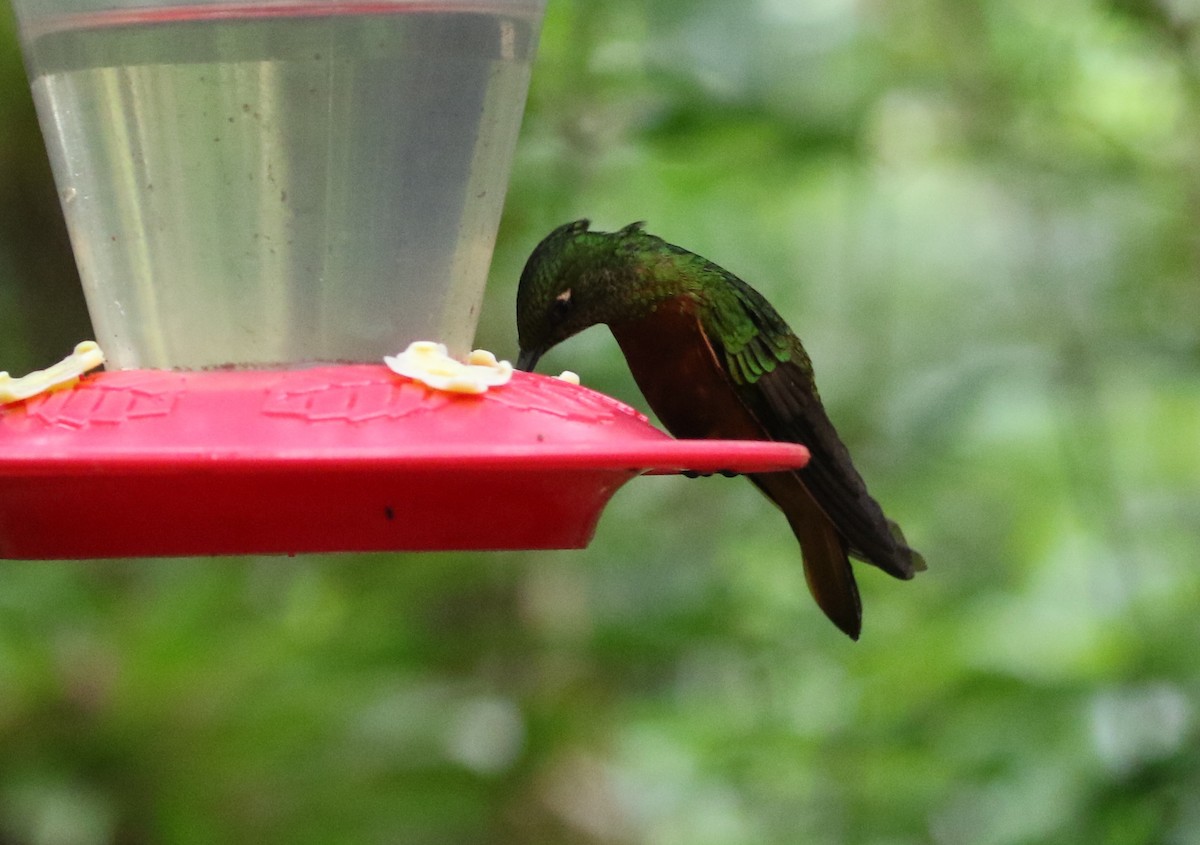 kolibřík peruánský - ML126728791