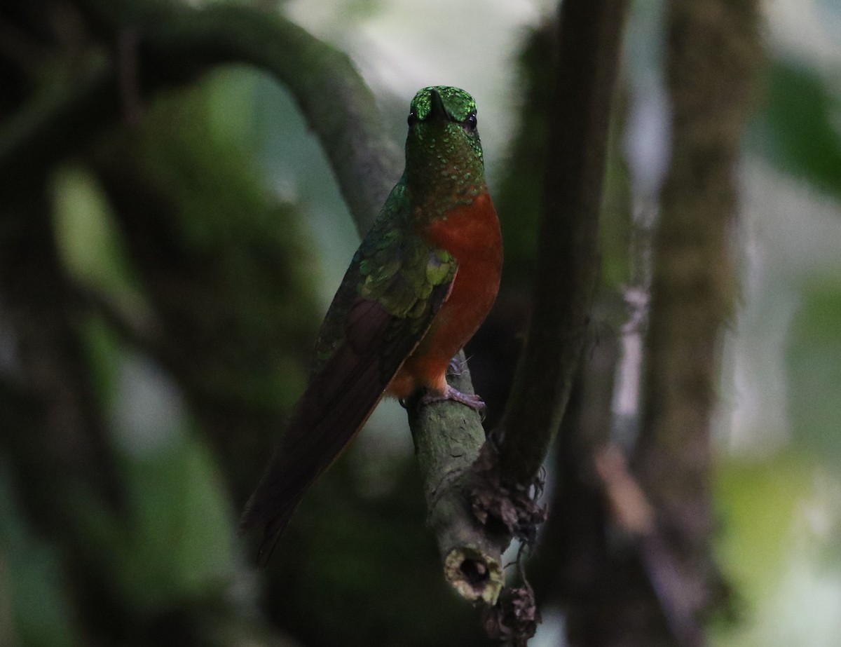 kolibřík peruánský - ML126728801
