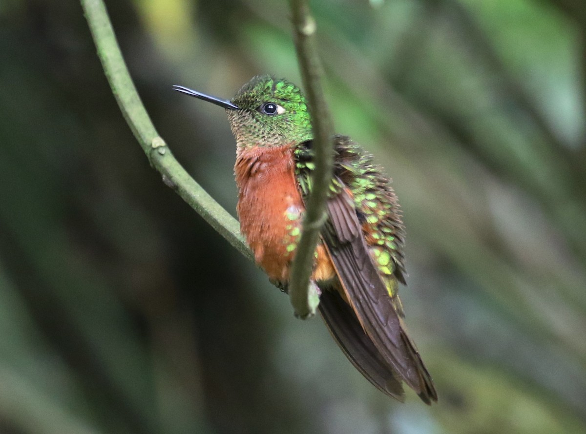 kolibřík peruánský - ML126728821