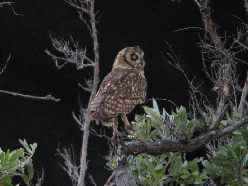 Short-eared Owl (Antillean) - ML126729241